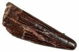 Fossil Pterosaur (Siroccopteryx) Tooth - Morocco #274253-1